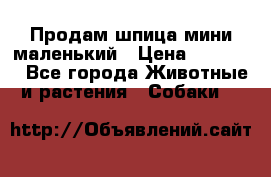 Продам шпица мини маленький › Цена ­ 15 000 - Все города Животные и растения » Собаки   